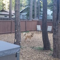 Looking for squirrels