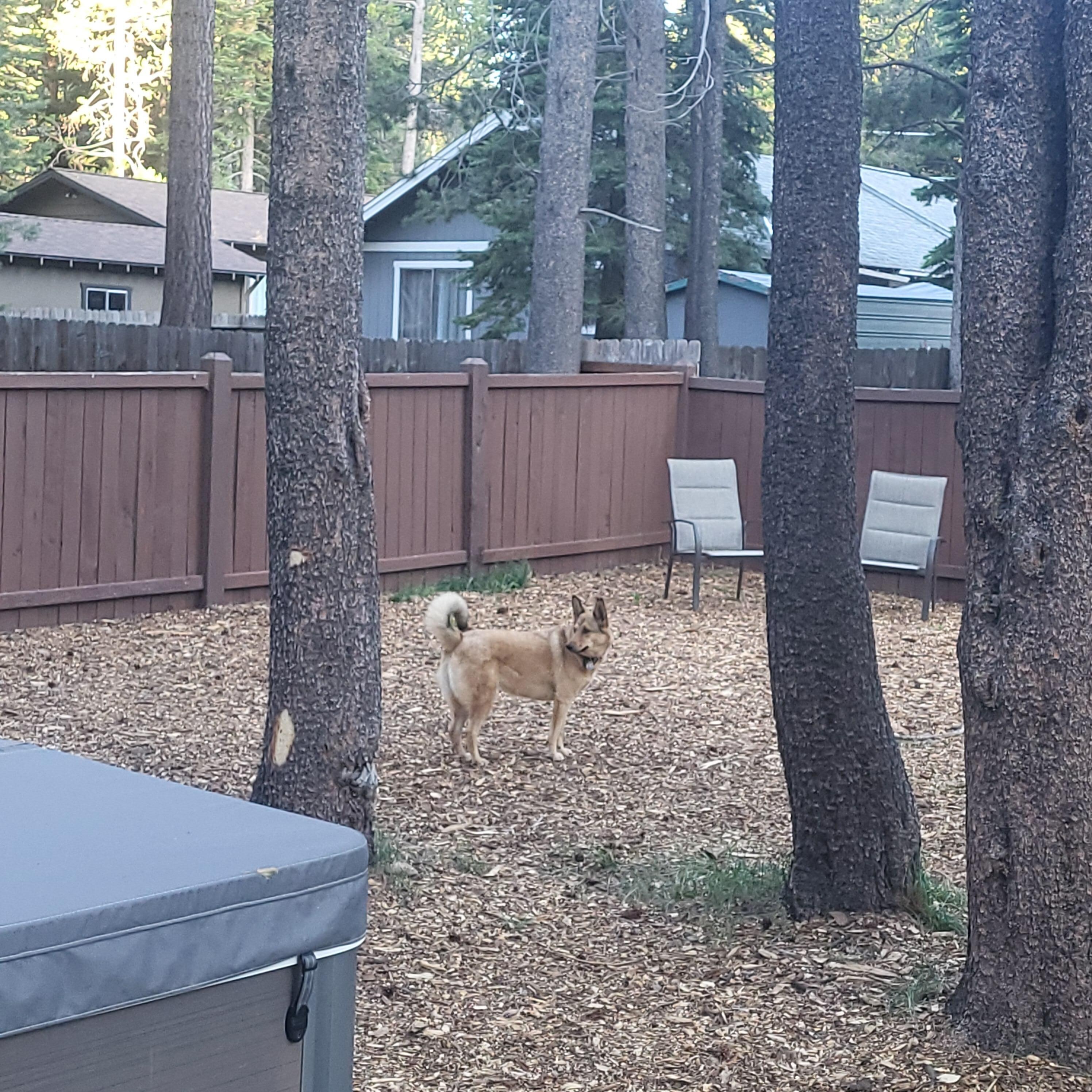 Looking for squirrels
