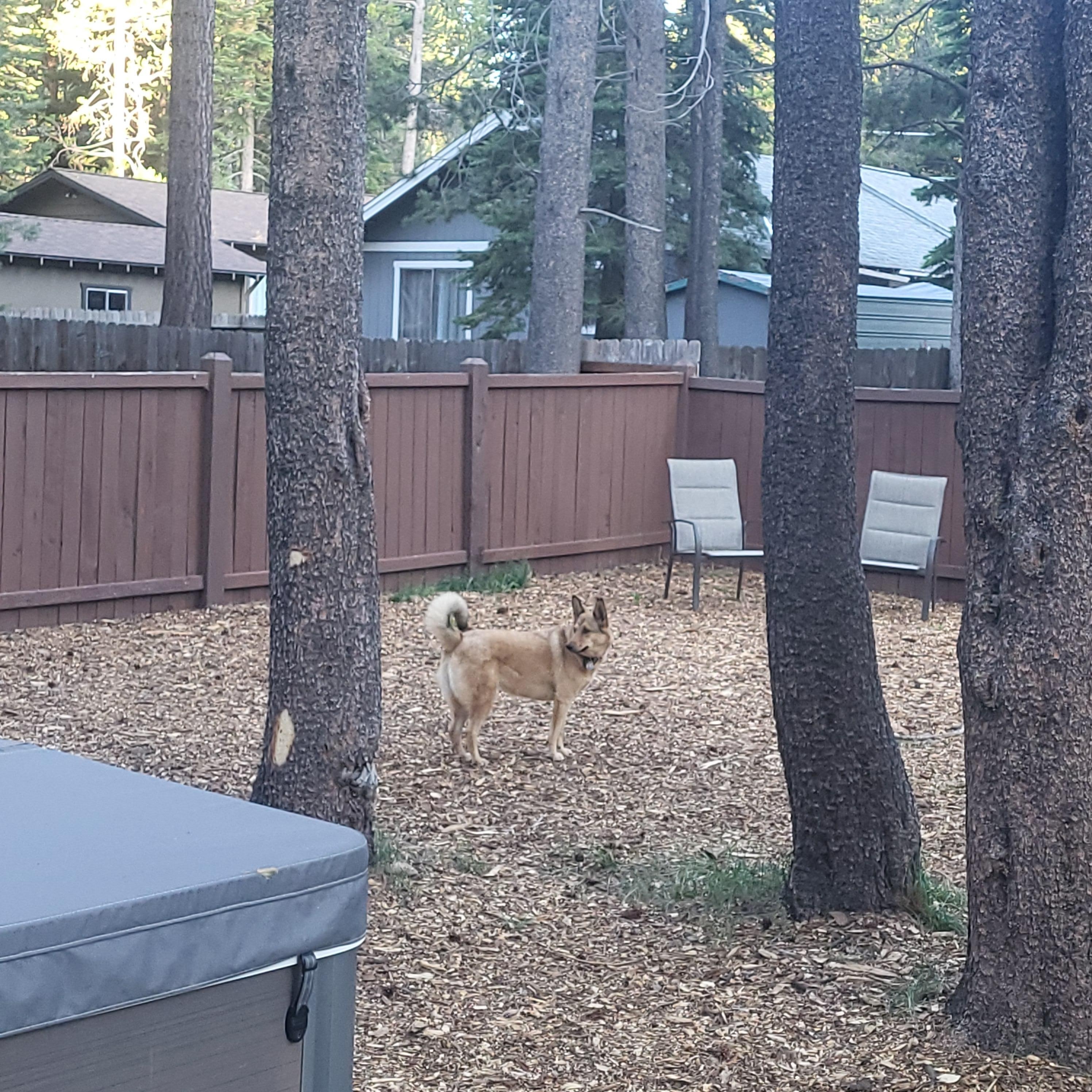 Looking for squirrels