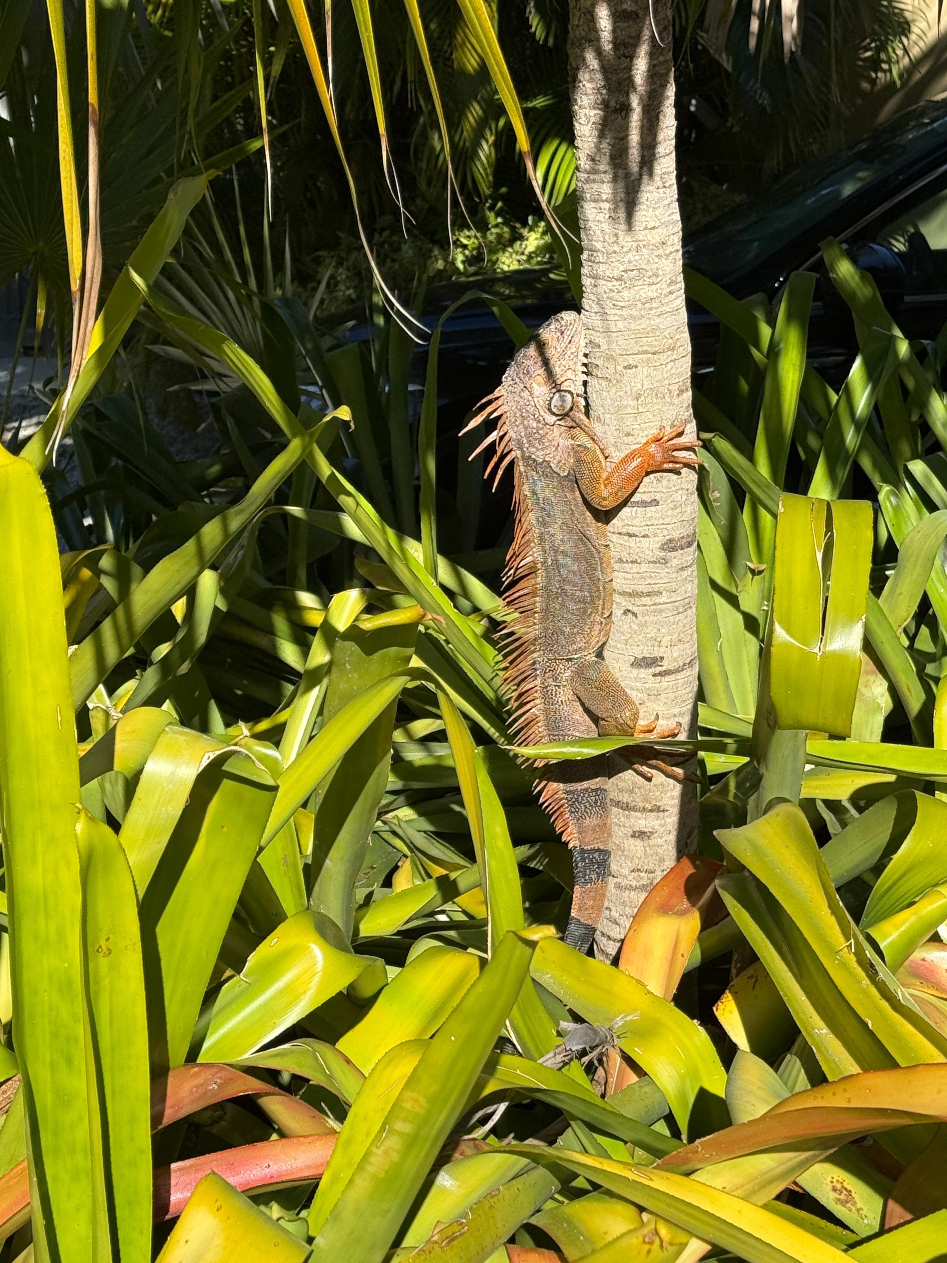Iguana in the front garden. 