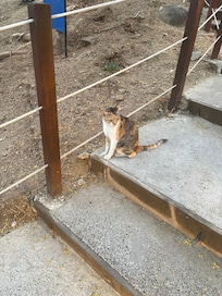 Cat!