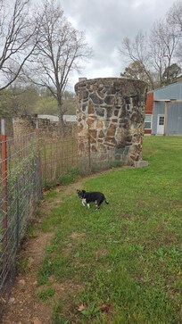 Louie enjoying the back yard