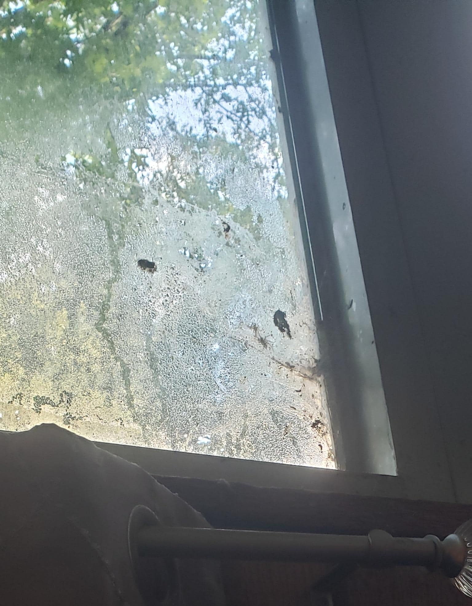 Spider nest in upstairs bedroom.  