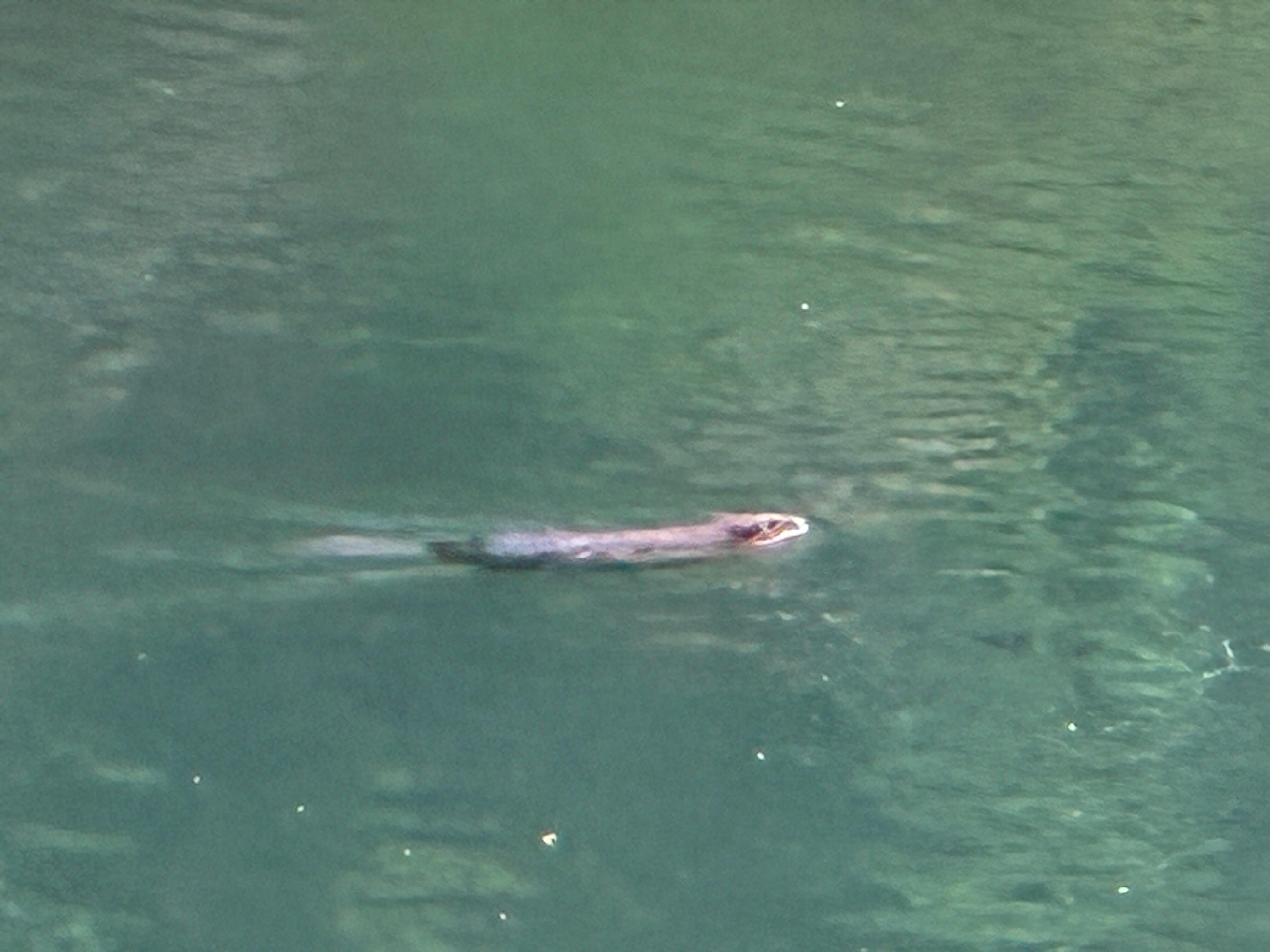 River otter