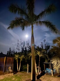 Backyard with the full moon.