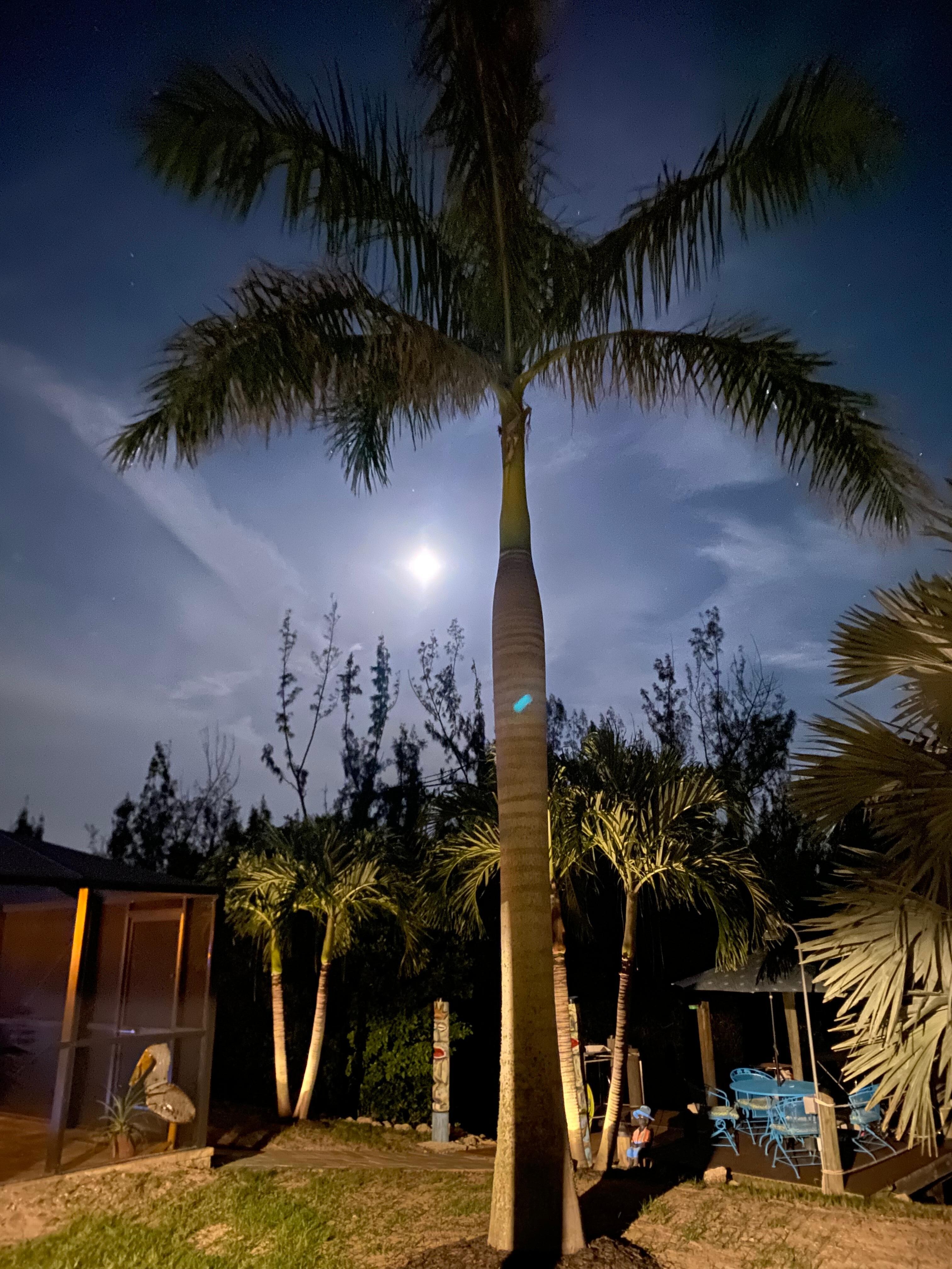 Backyard with the full moon.