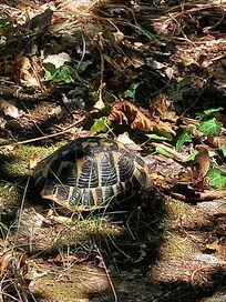 Notre voisine la tortue