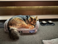 They provide this amazing dog bed and food dishes!