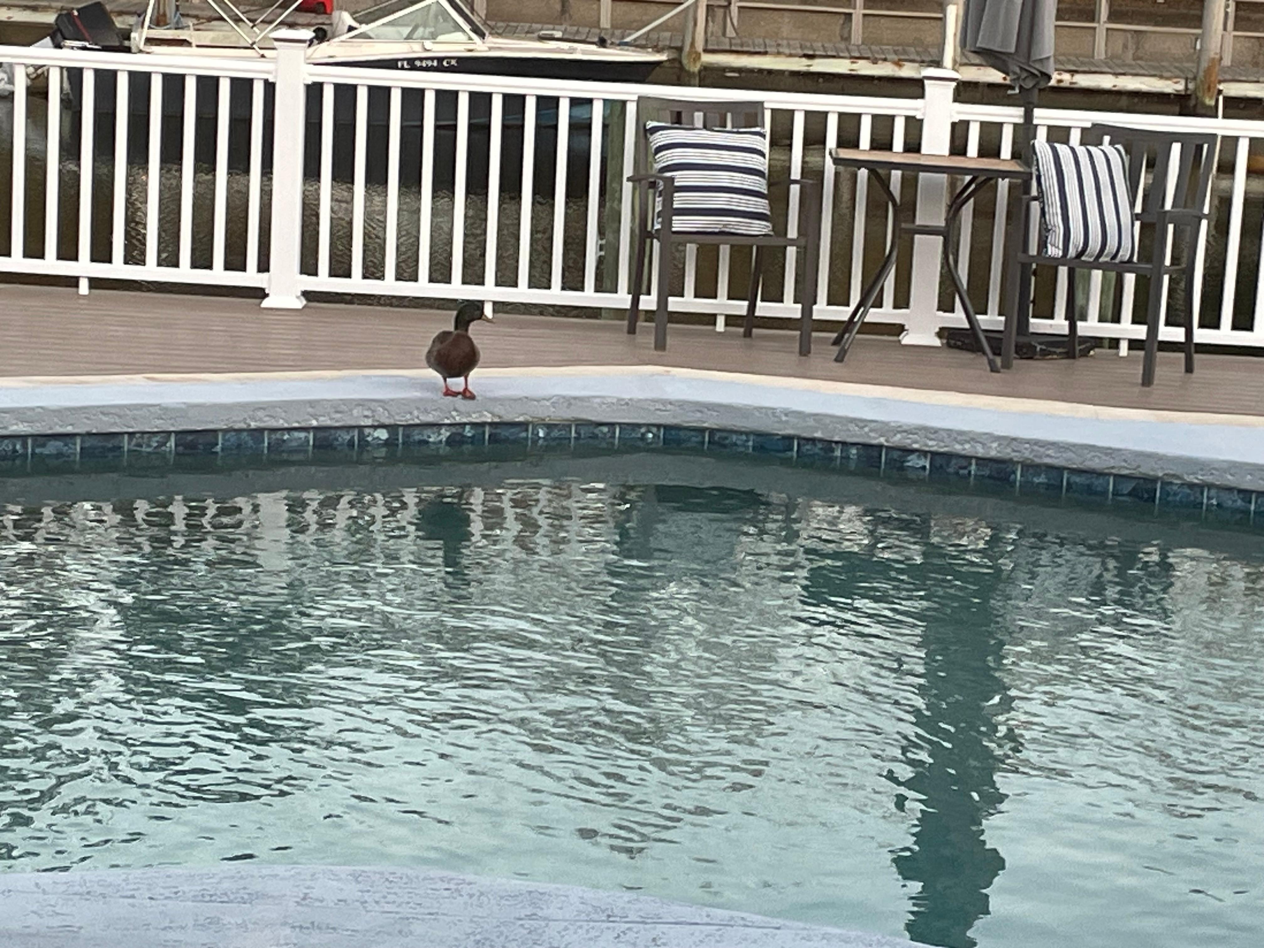 A duck came for a visit