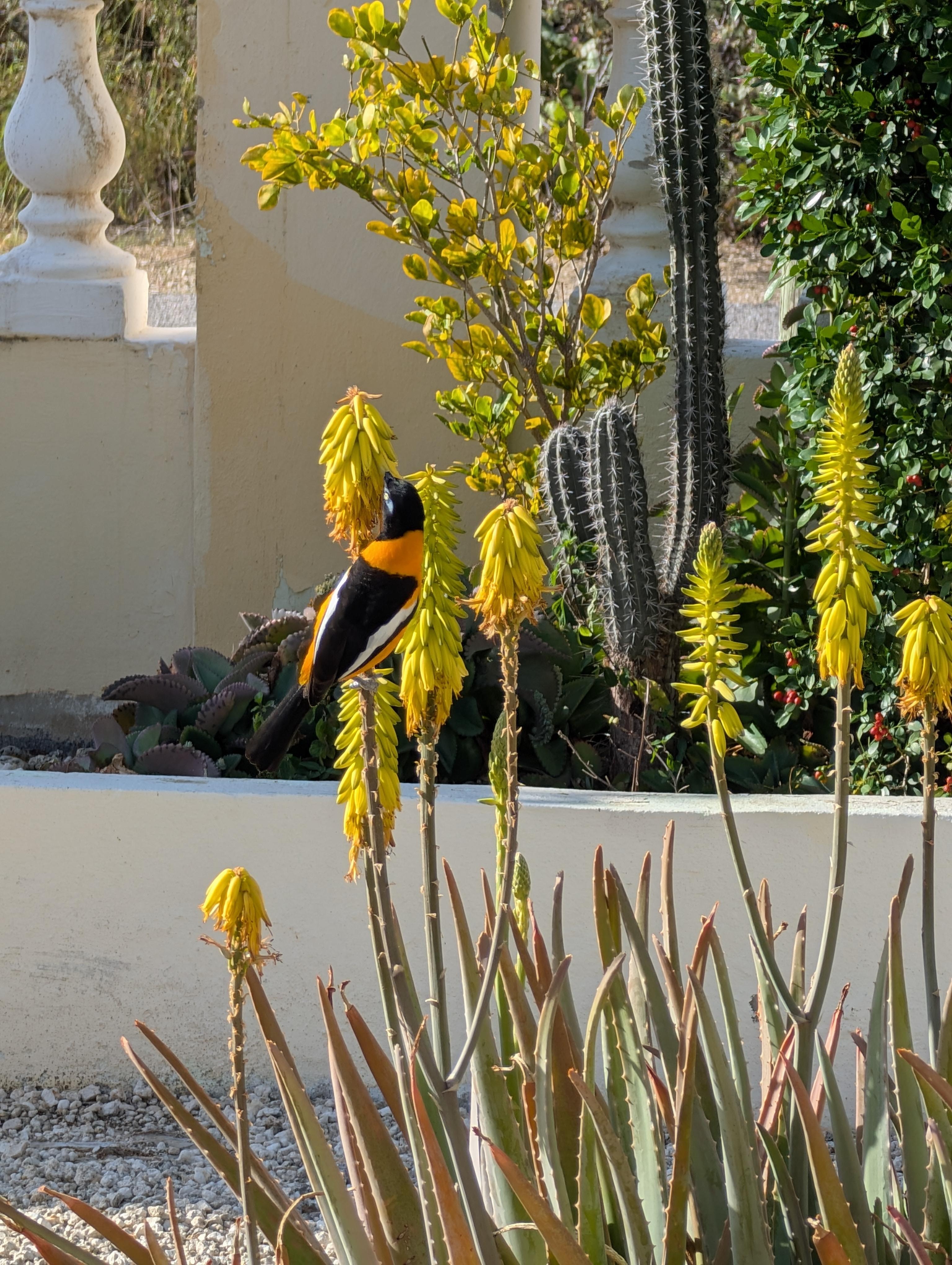 Birds came in the morning to greet us