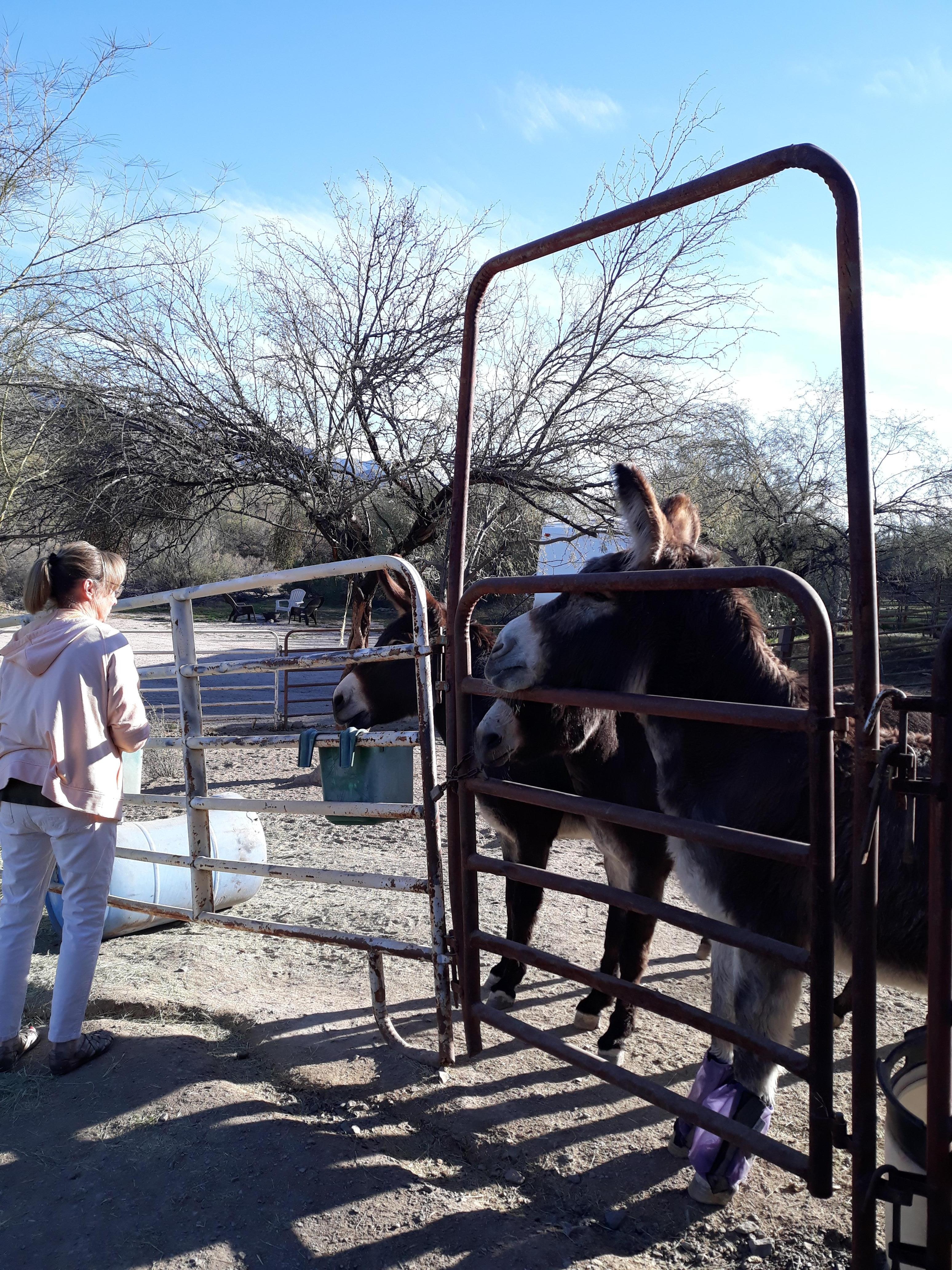 Had fun feeding the donkeys. 