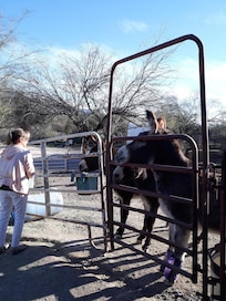 Had fun feeding the donkeys.