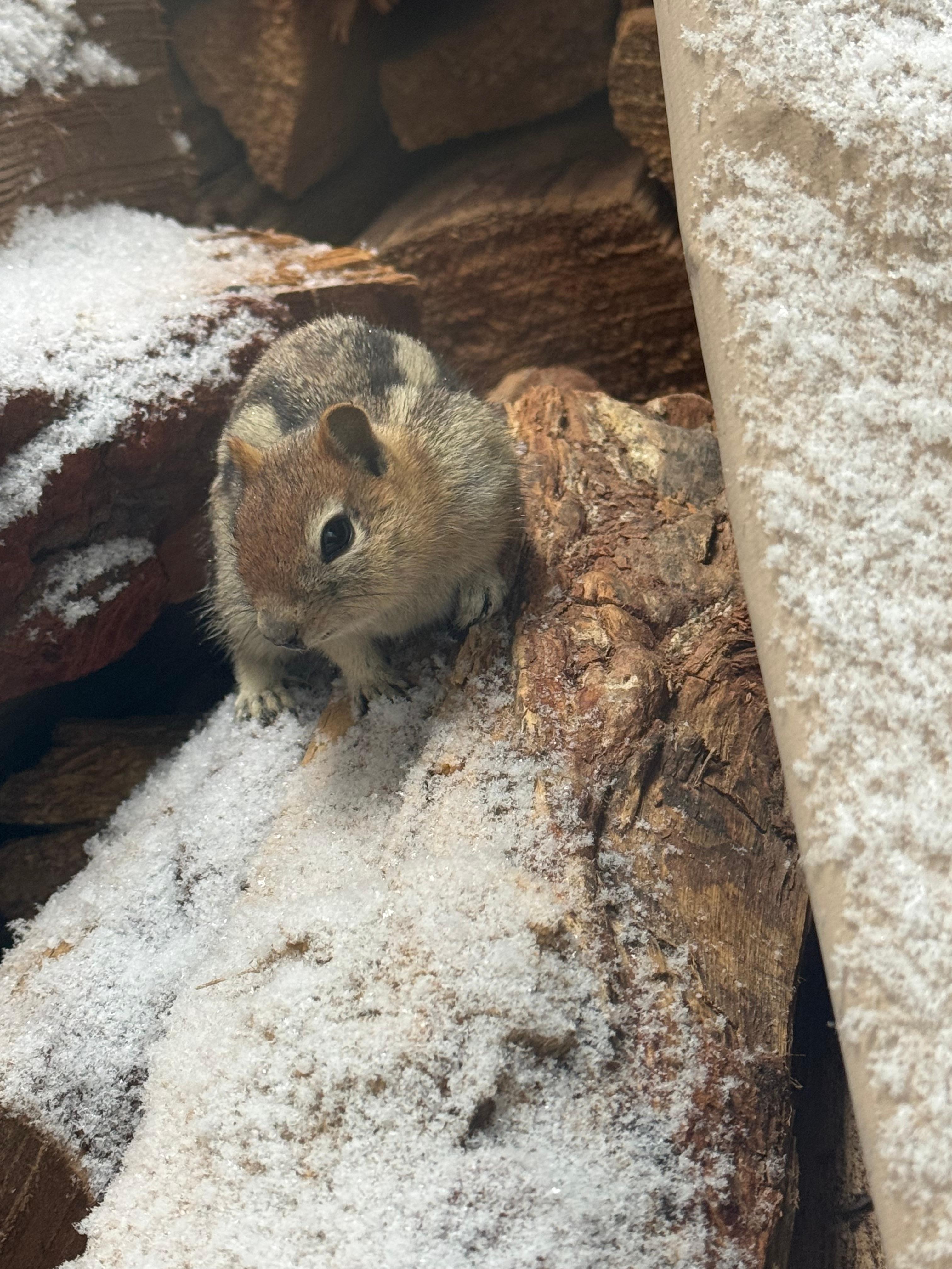 This guy was surprised by the snow too :)