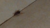 Live cockroach