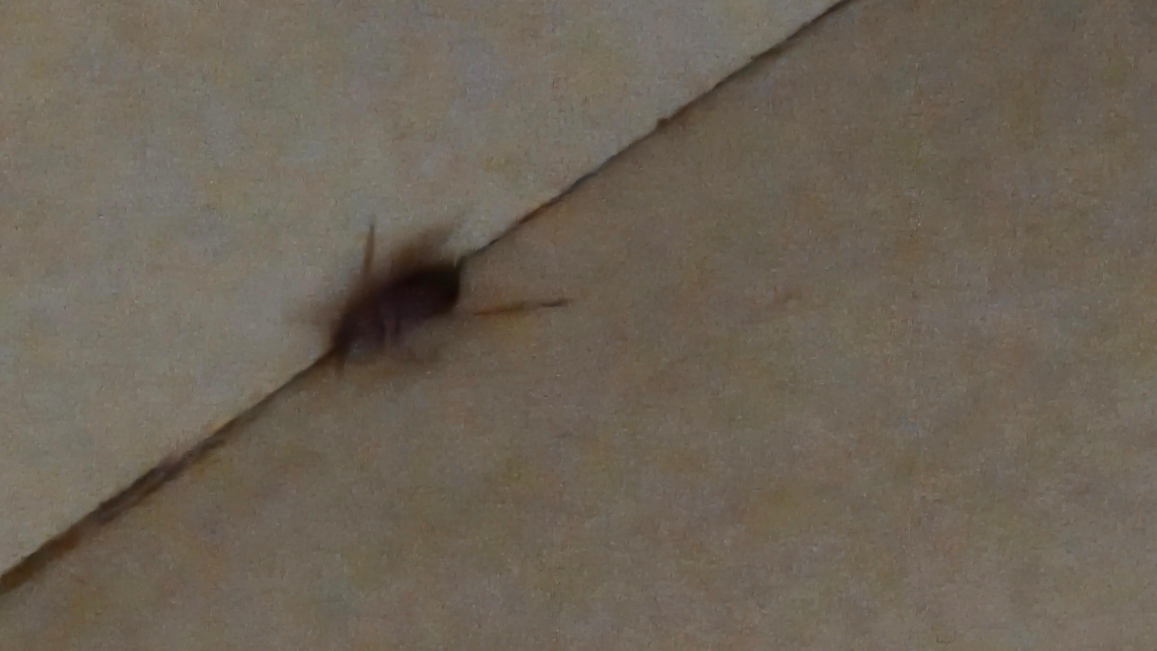 Live cockroach 