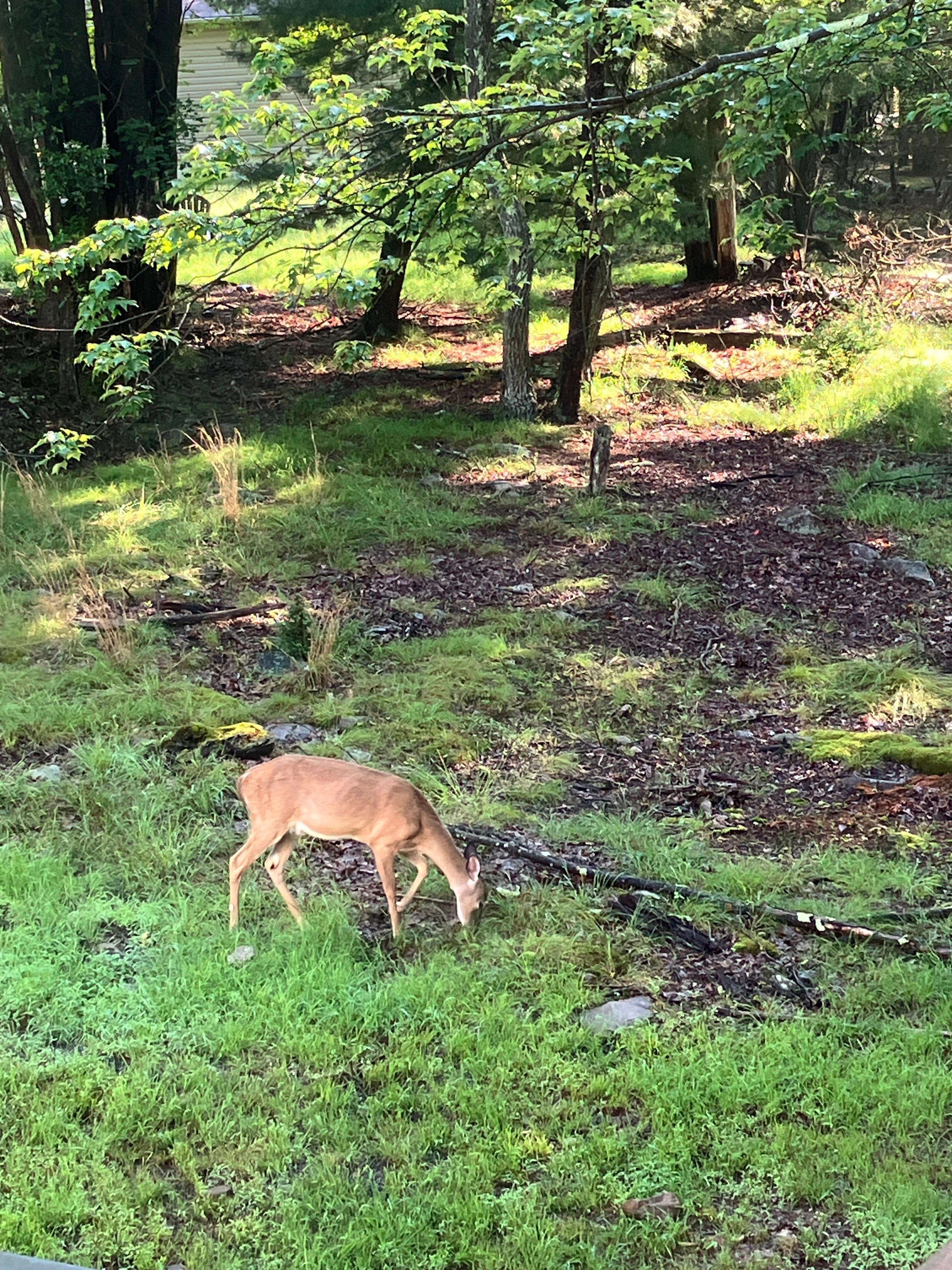 Deer grazing !