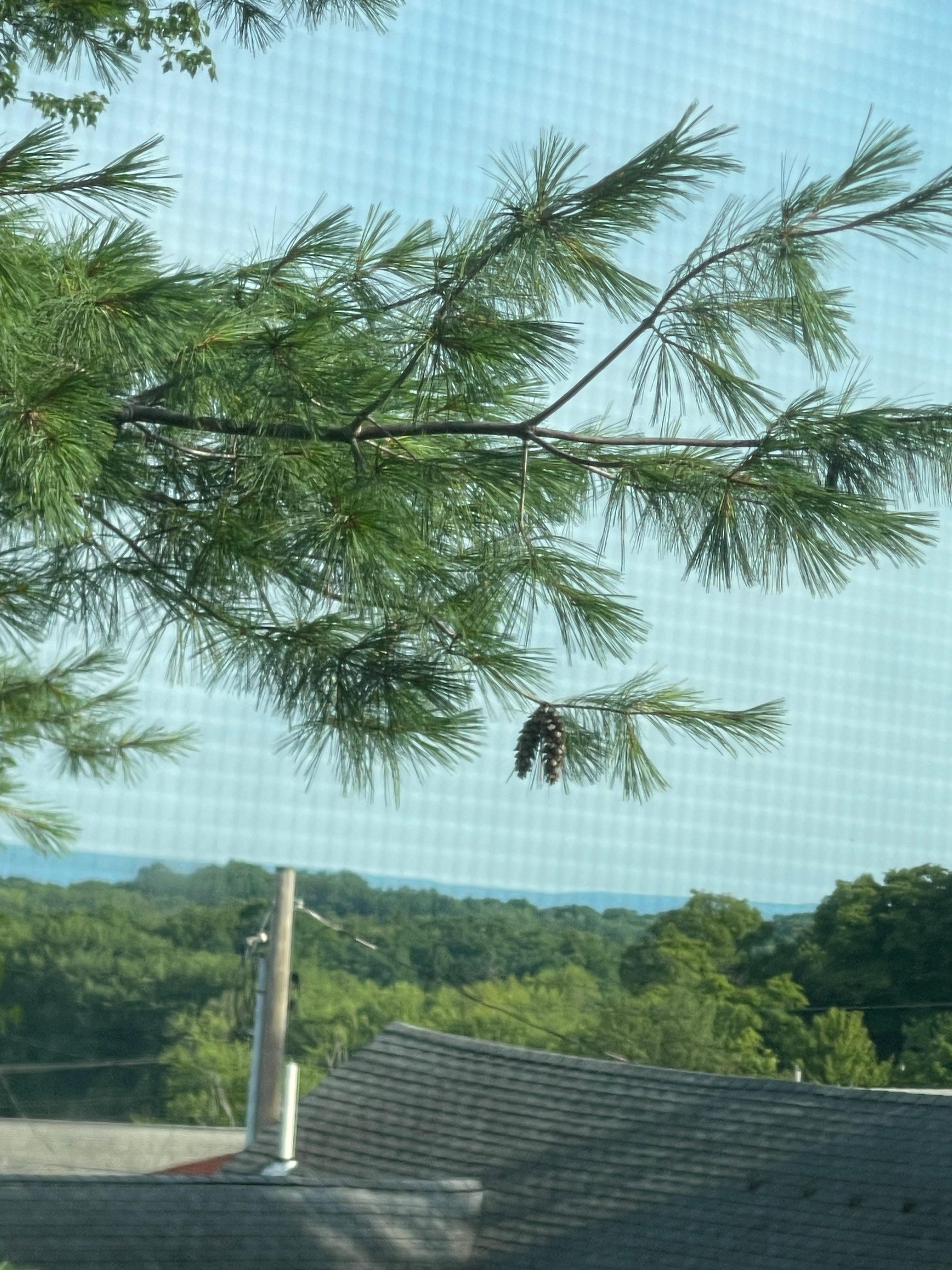 View from the hummingbird room
