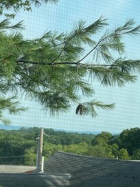 View from the hummingbird room
