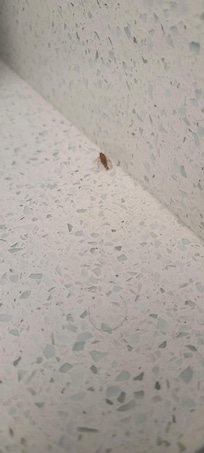 Roaches found in kitchen unit and unit wreaked of bleach!