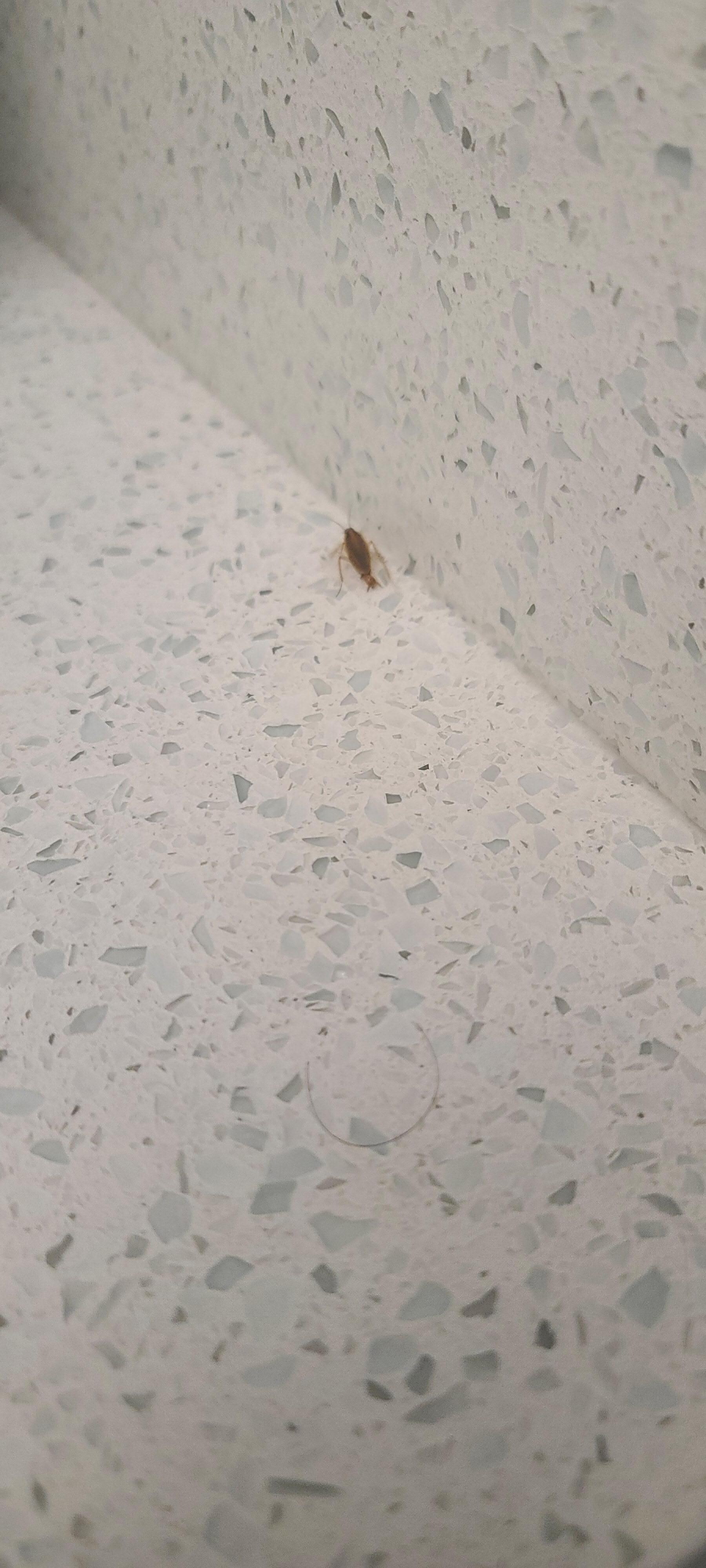 Roaches found in kitchen unit and unit wreaked of bleach!  