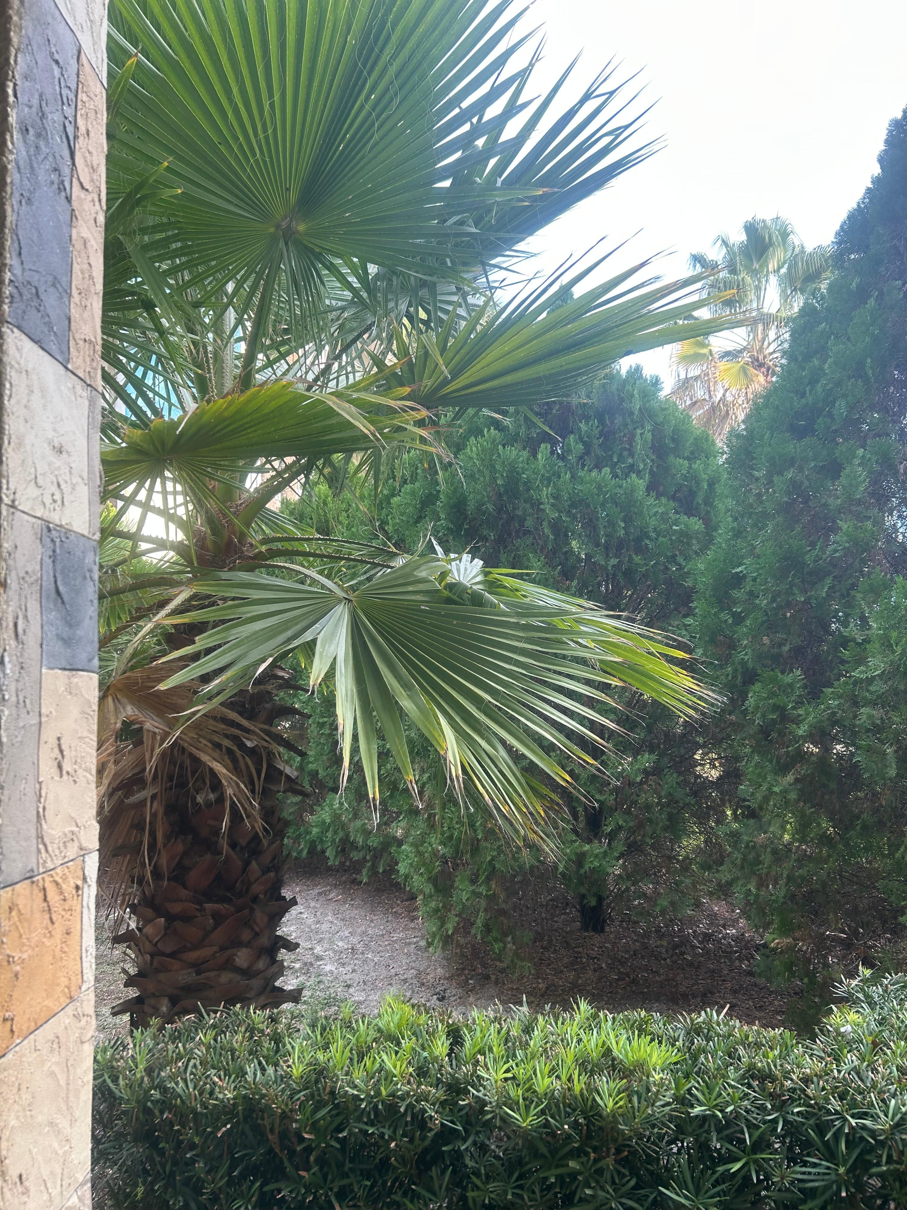 No Pool View a only trees