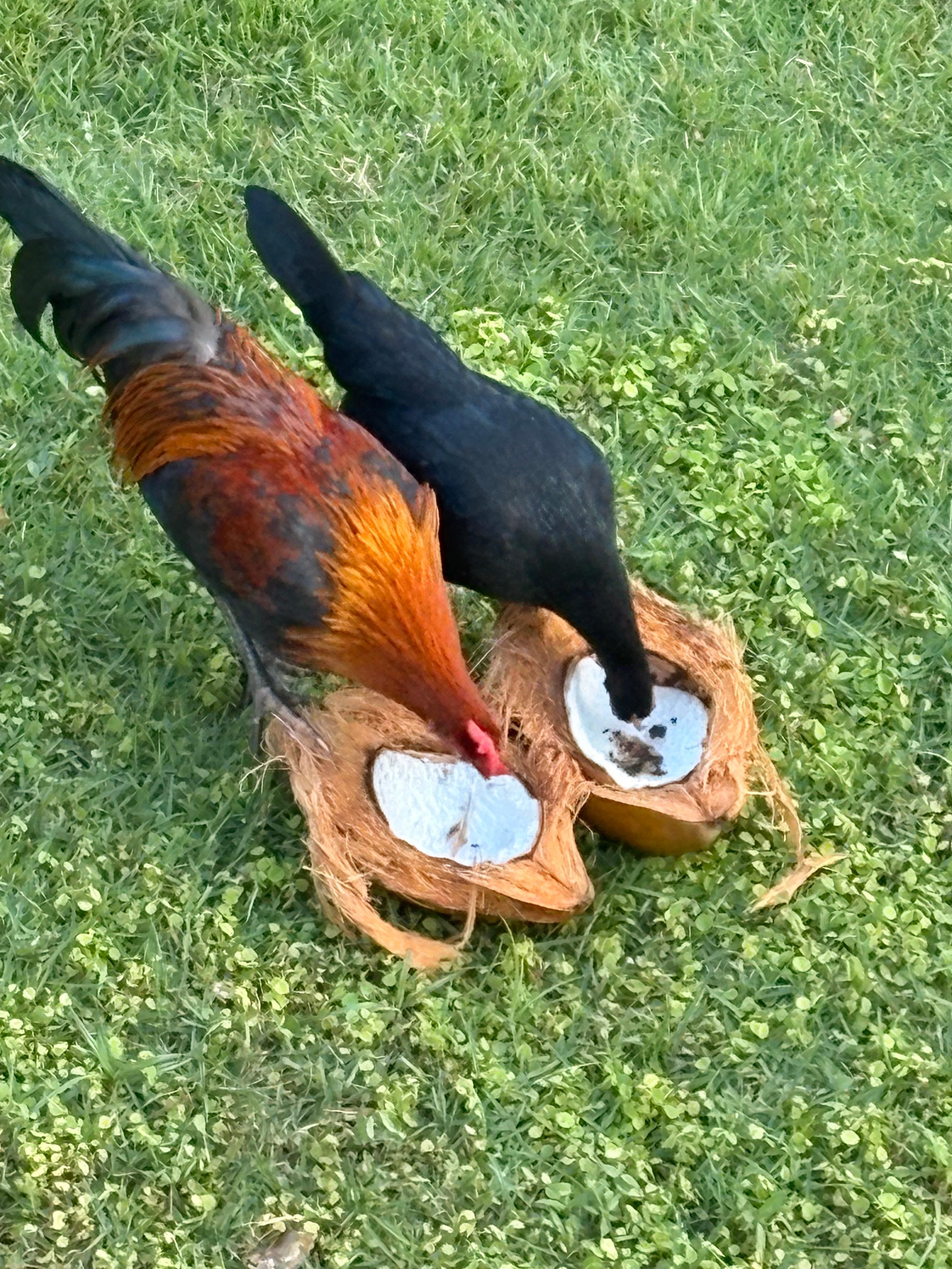 Coconuts in the yard and the opportunist jungle fowl