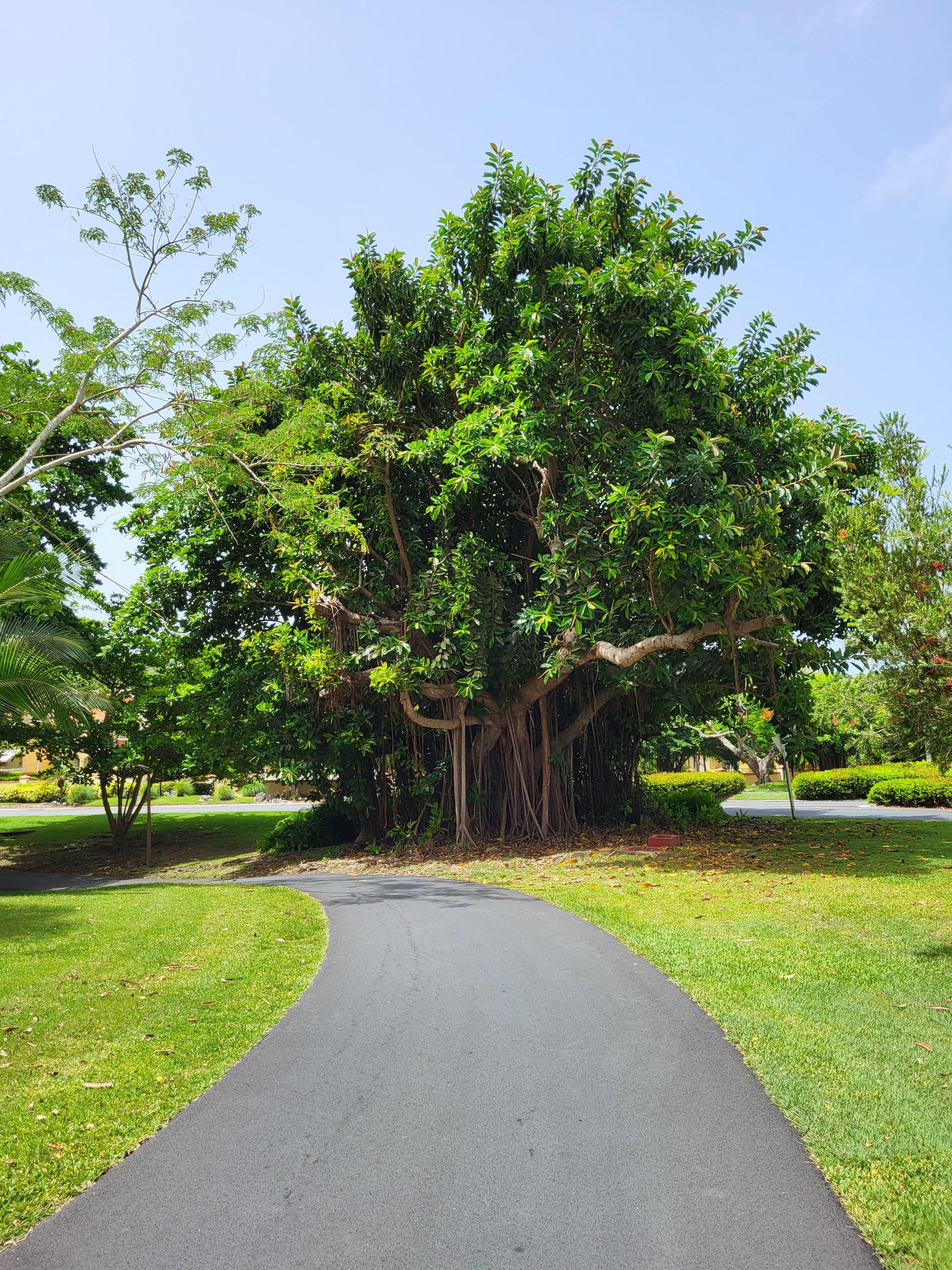 Running path