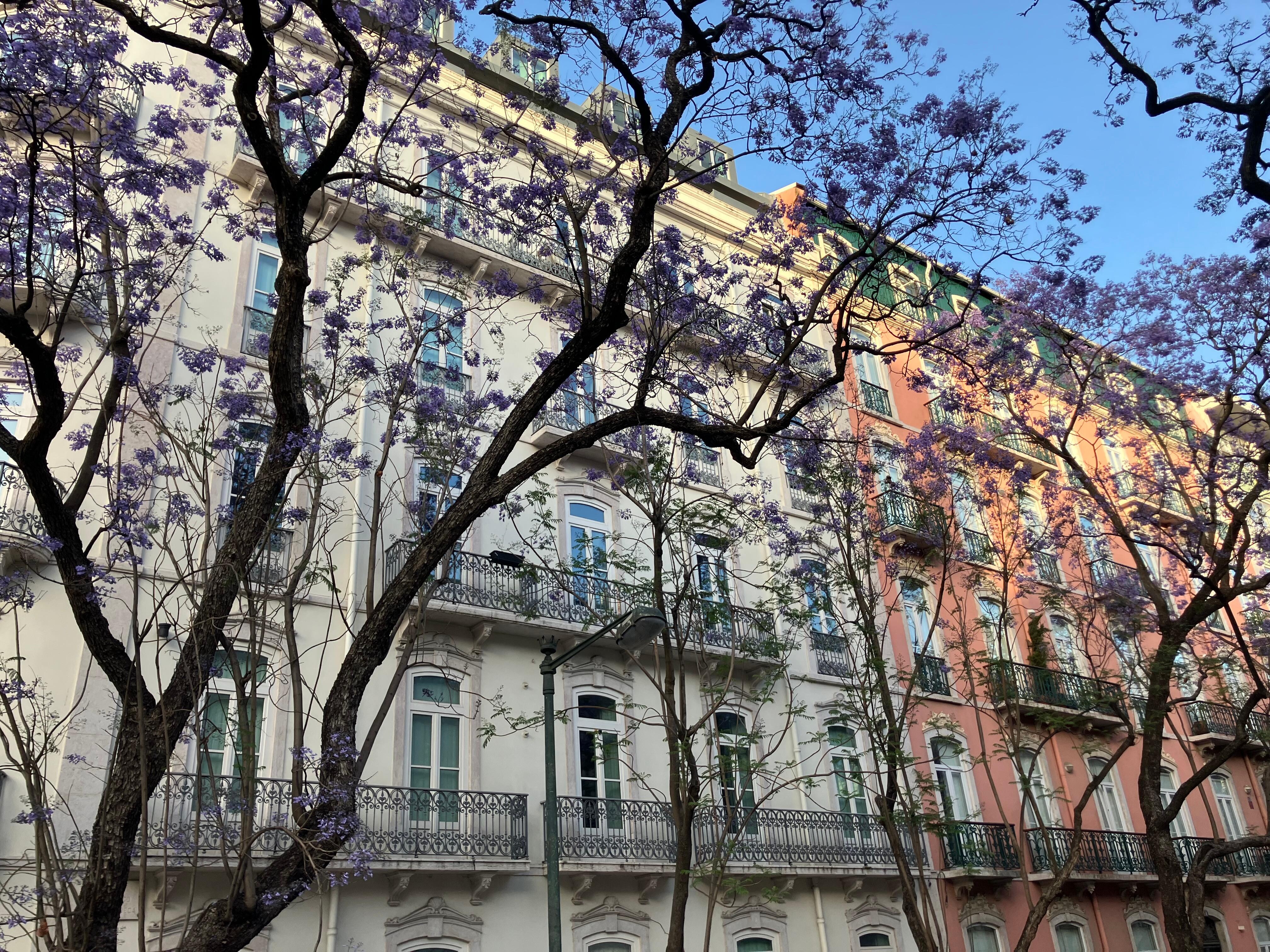 Jacarandas in bloom across the street from Morgan-Jupiter Apartments
