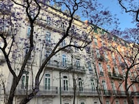 Jacarandas in bloom across the street from Morgan-Jupiter Apartments