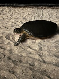Huge turtles come out at night and lay eggs in sand, they weigh between 400 and 600 pounds.