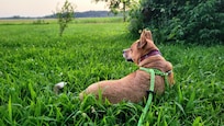 Best vacation for the dogs, too