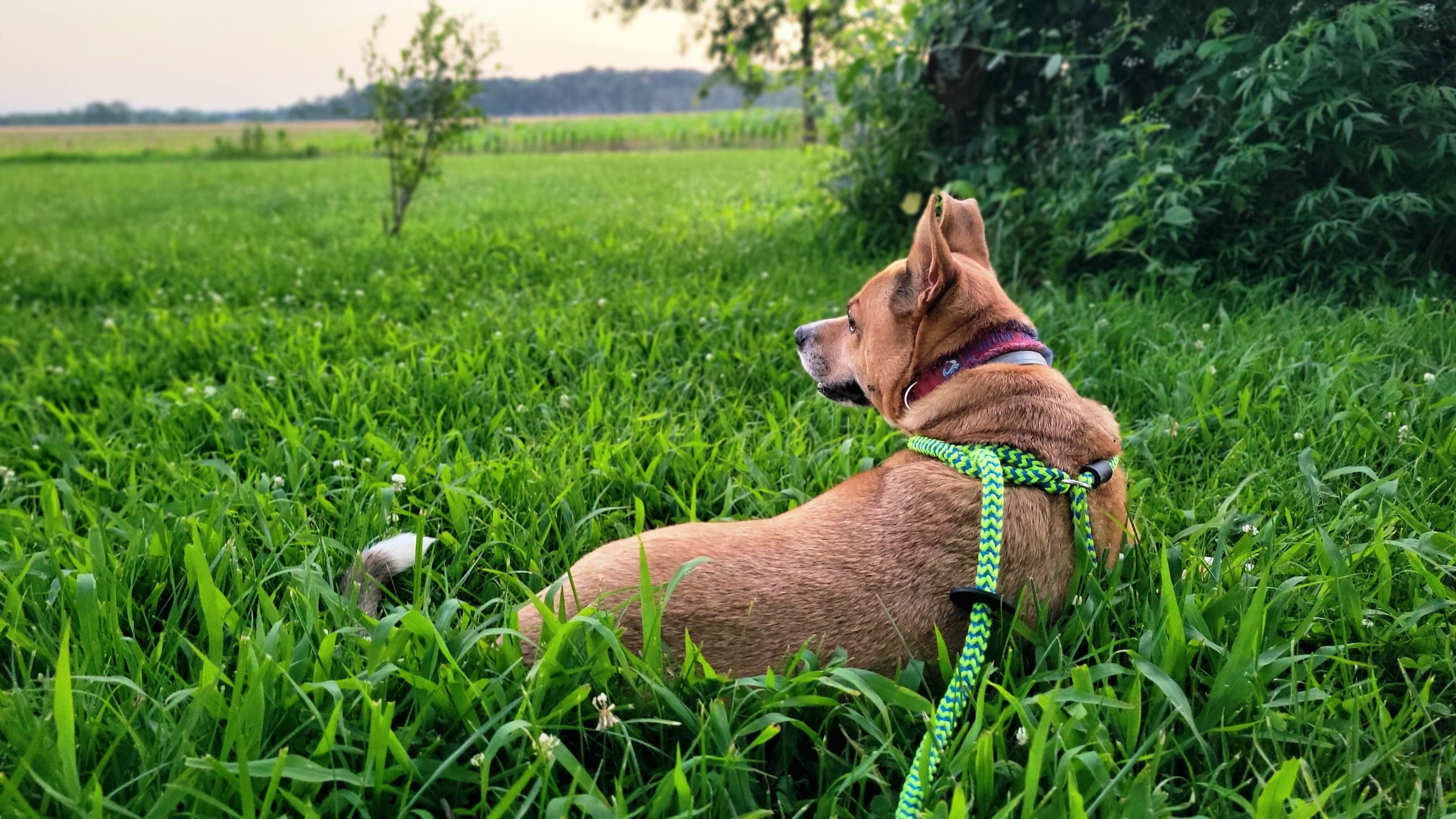 Best vacation for the dogs, too 