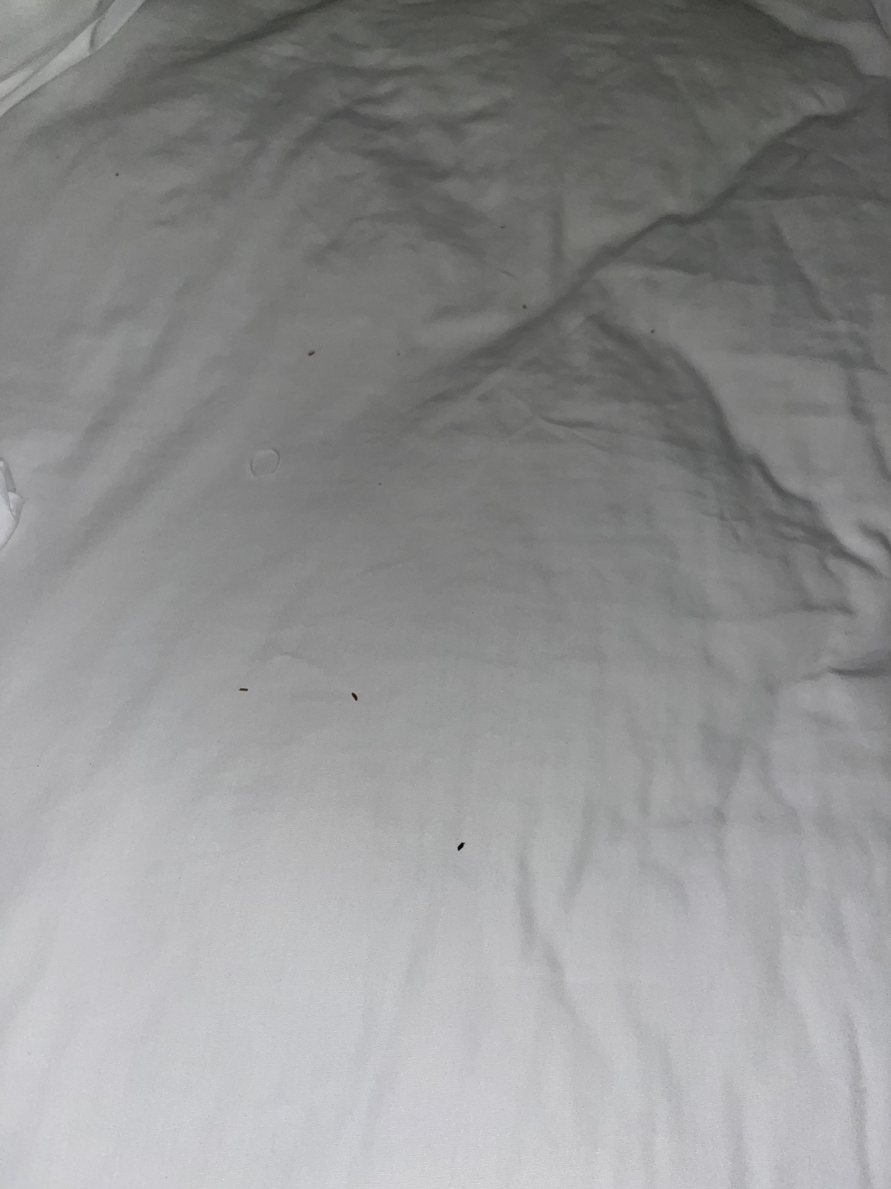 Dirt, hair tie in the bed