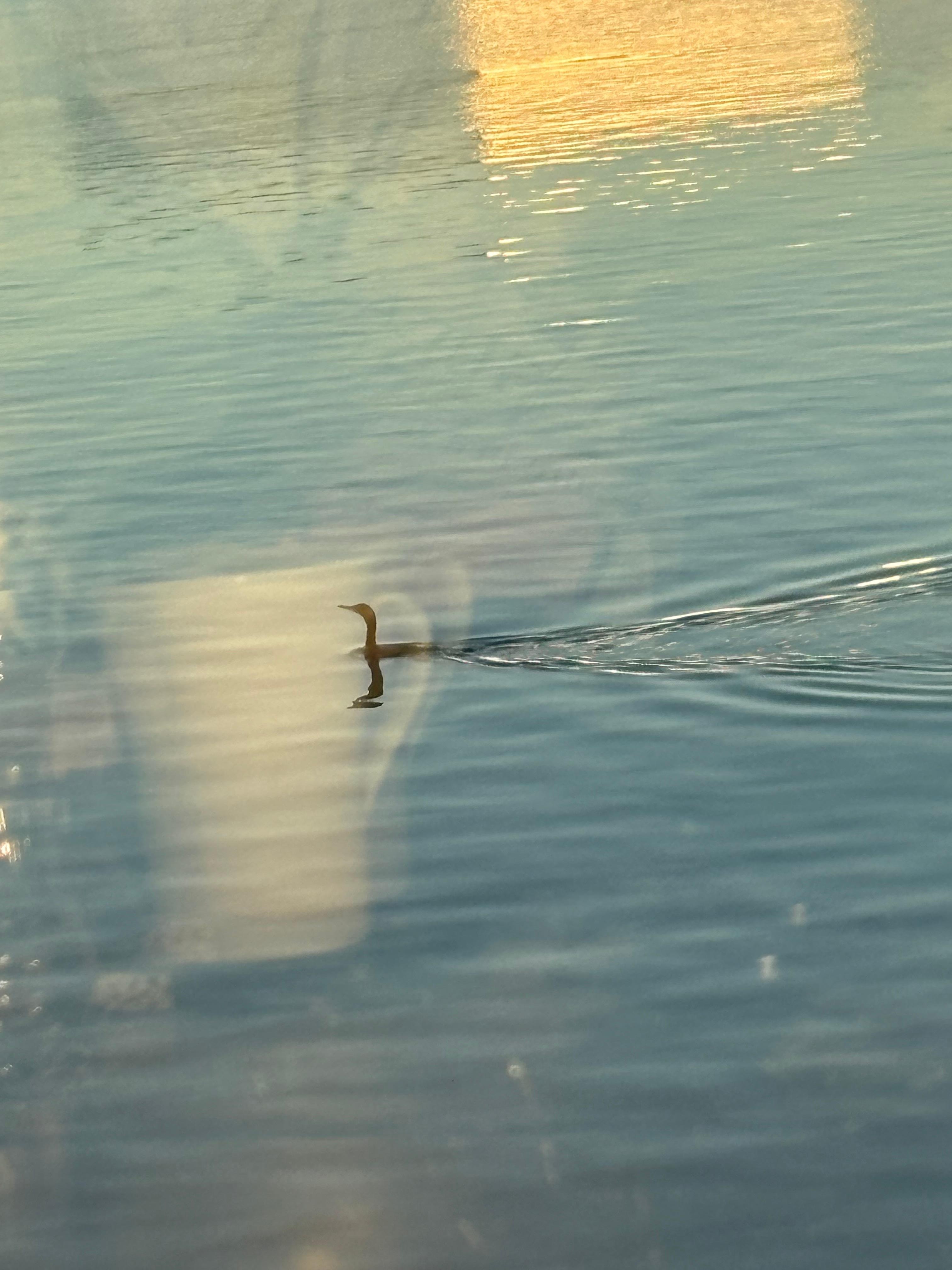 Reflection of my coffee mug while watching a bird swim by