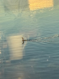 Reflection of my coffee mug while watching a bird swim by