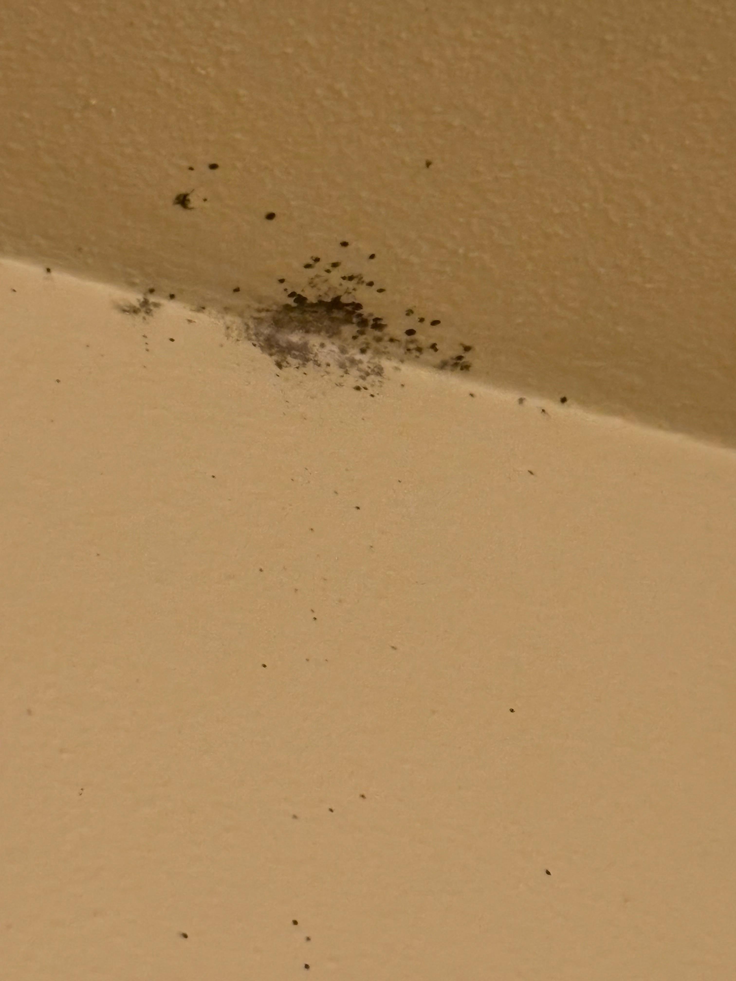 Black mold in bathroom 