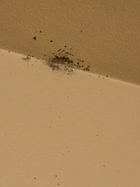 Black mold in bathroom