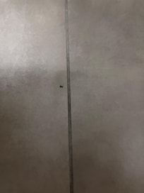 I have videos of them calling on the wall and on the door in the living room, but it did not let me upload videos