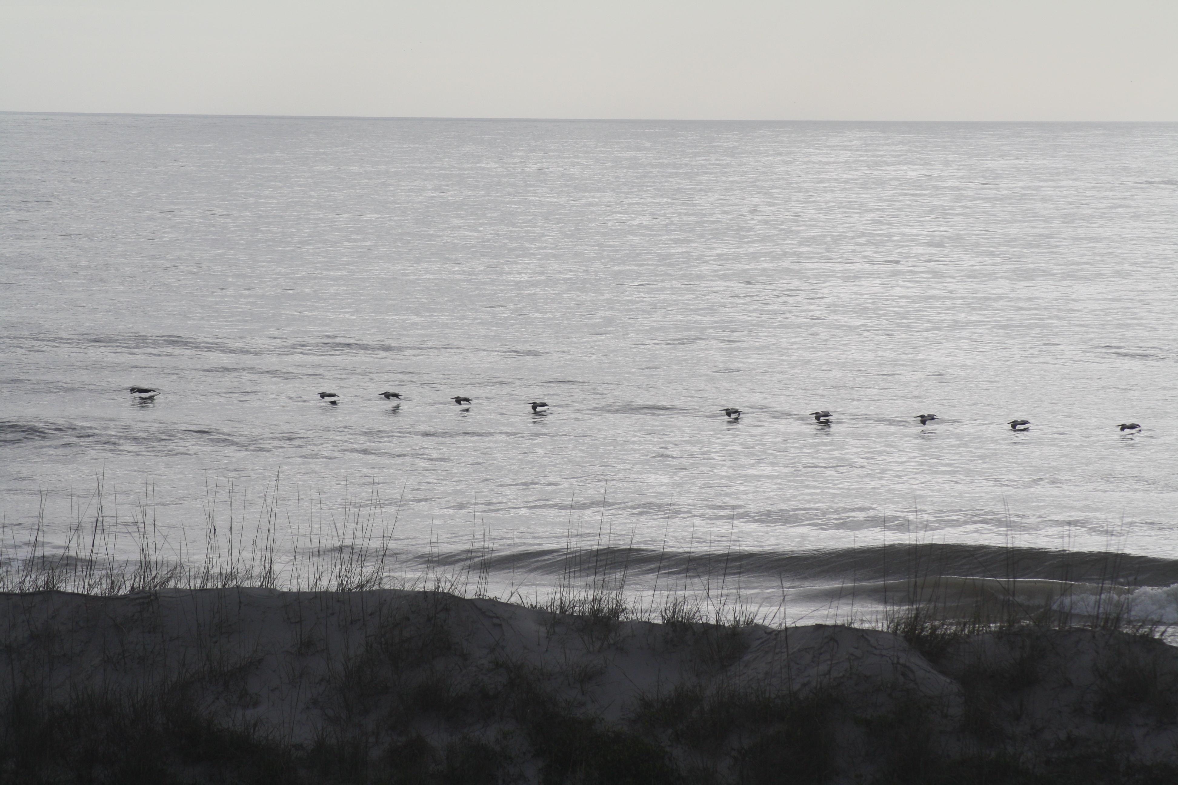 Pelicans as seen from our room