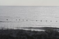 Pelicans as seen from our room