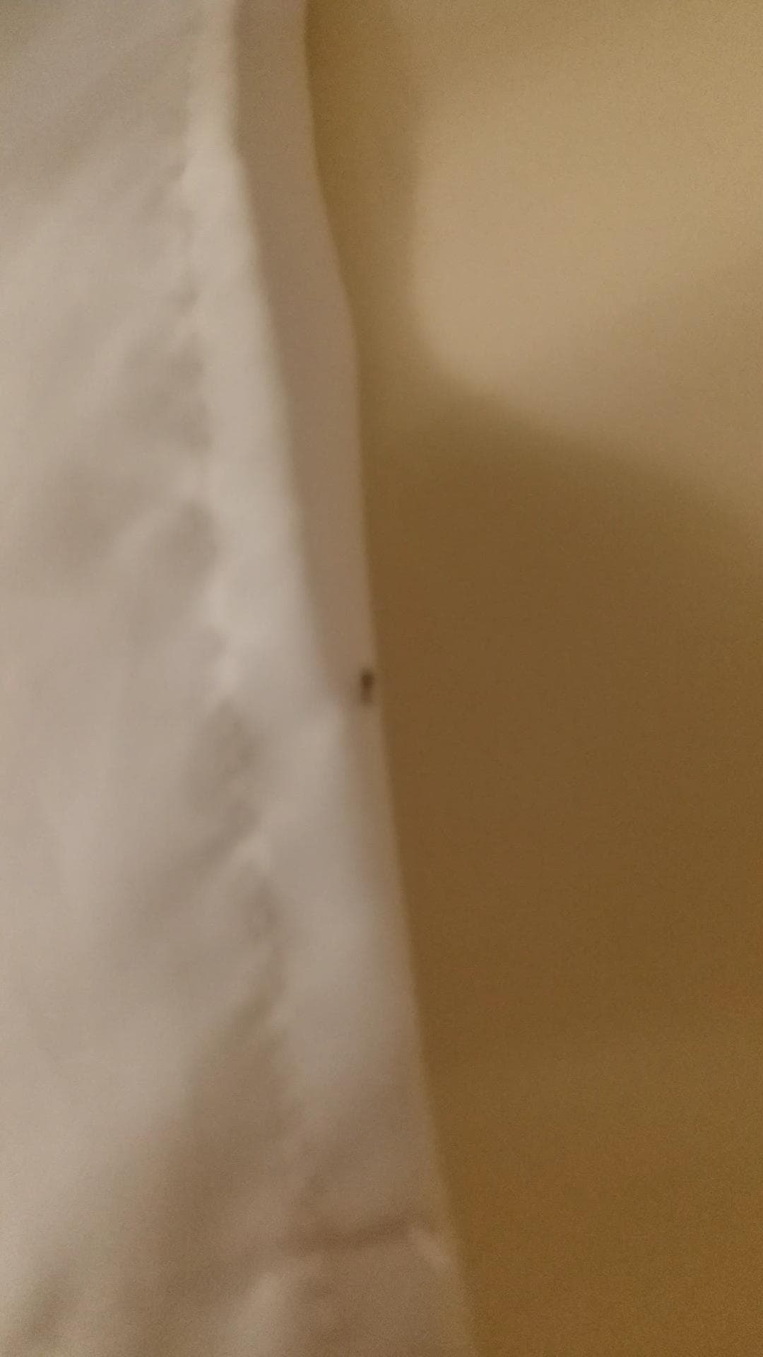 An insect found.inside the.bath room
