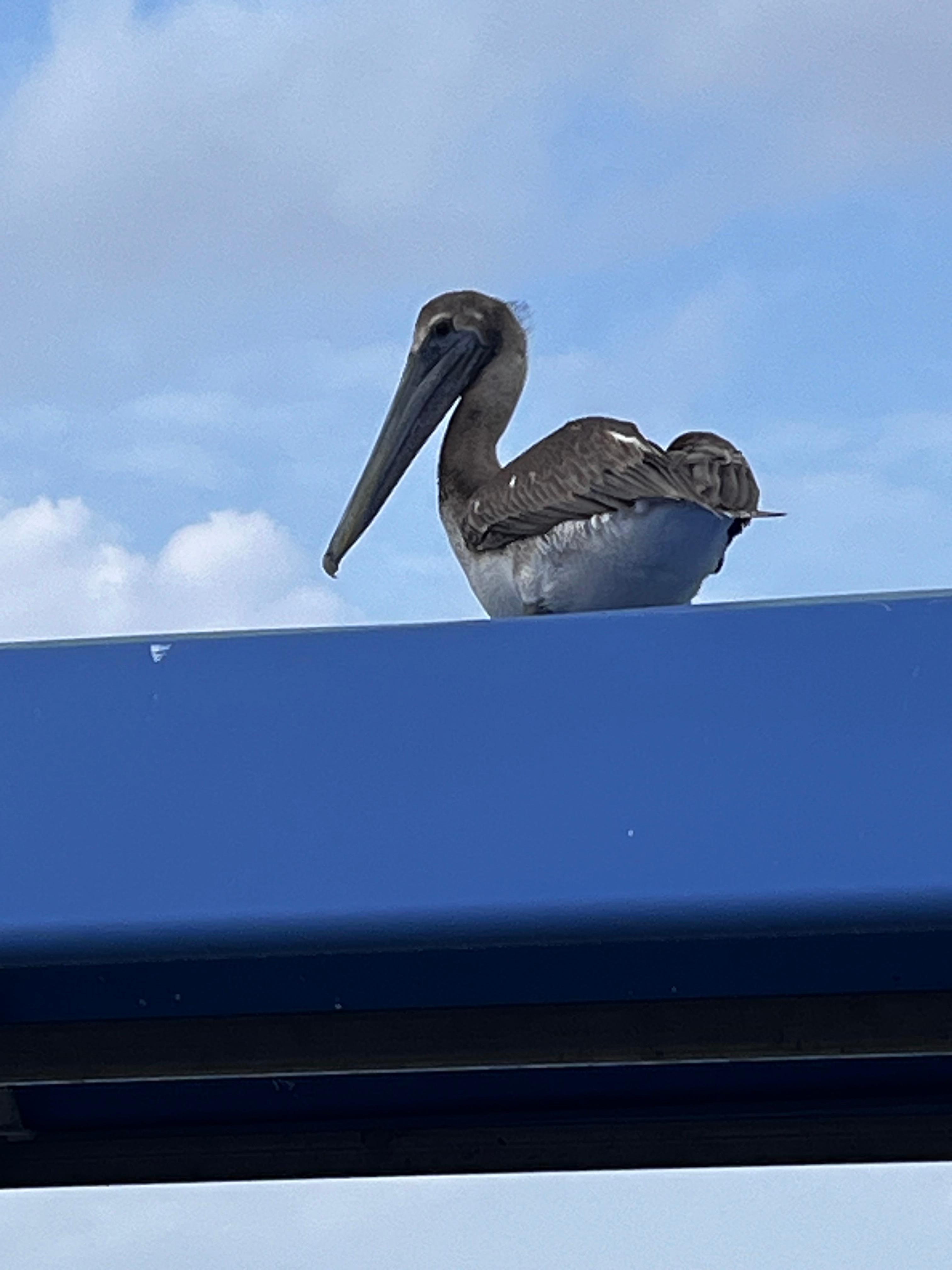 Pelican 