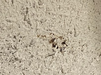 Feces on the wall above the toilet.
