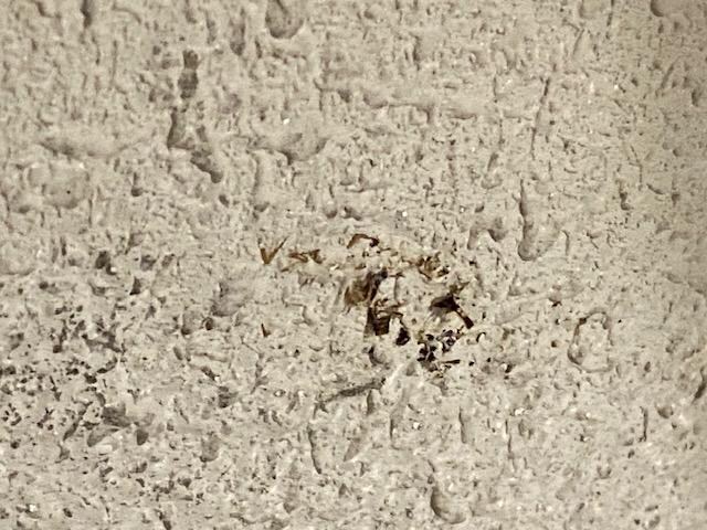 Feces on the wall above  the toilet.