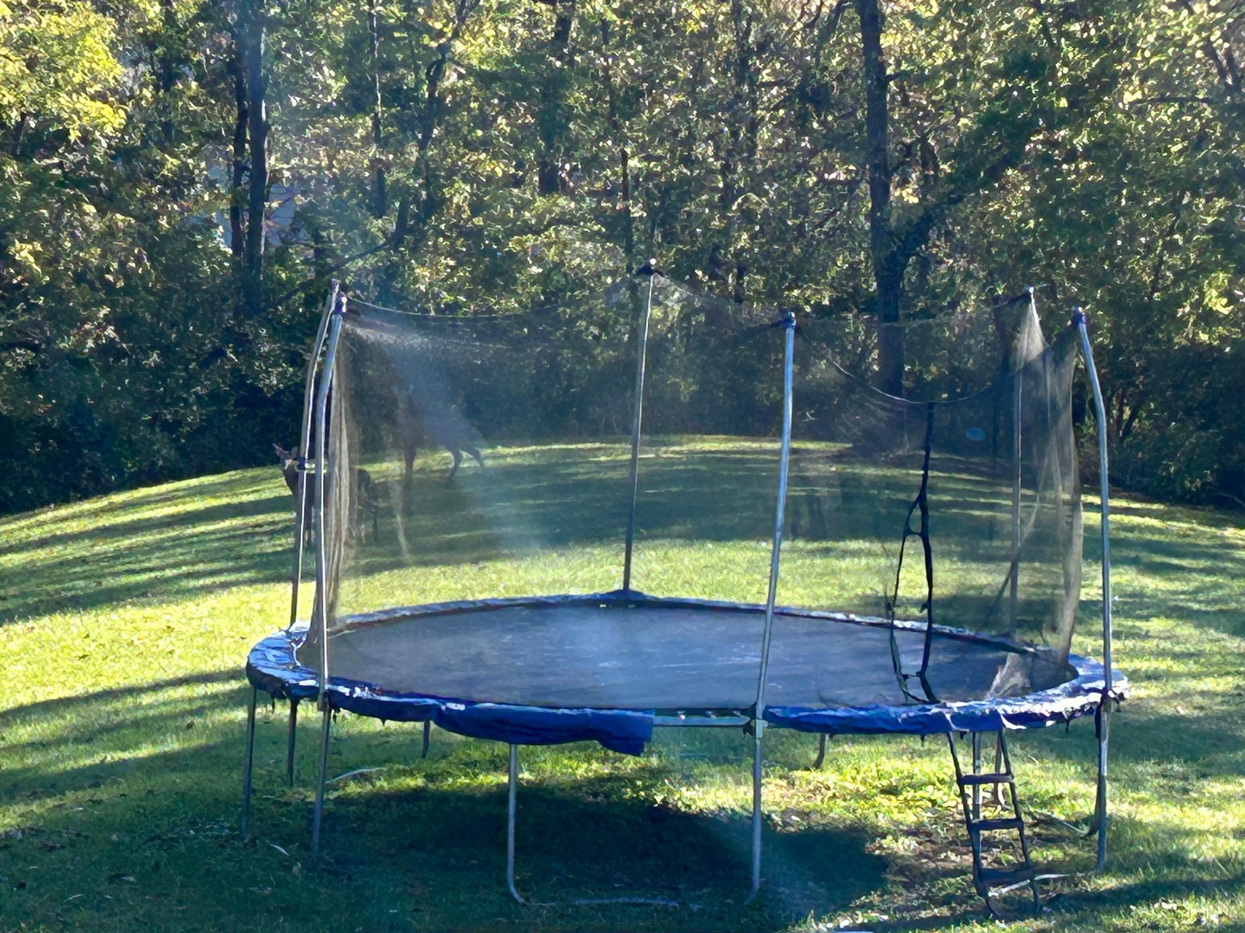 We caught some unregistered guests in the backyard!