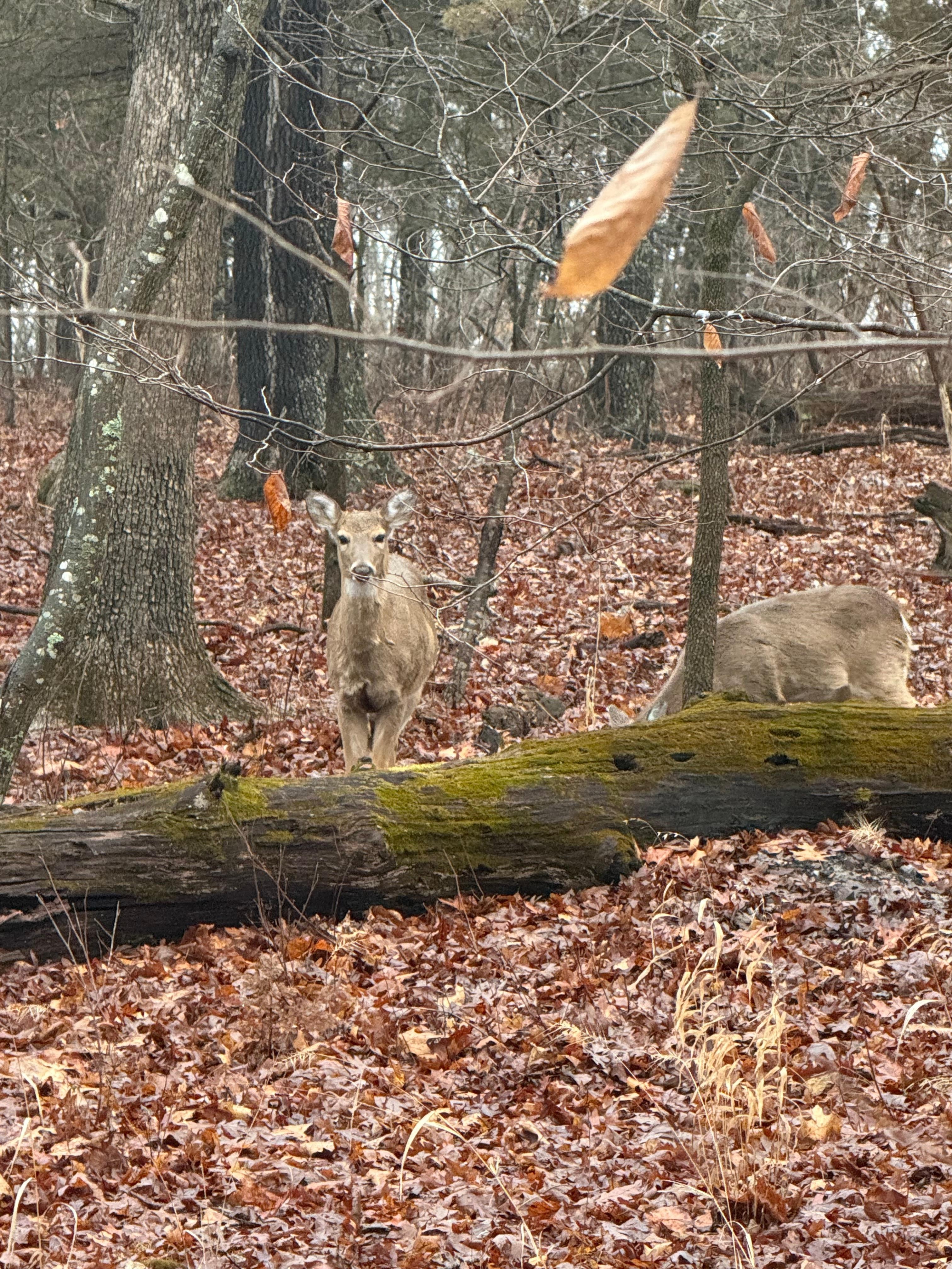 Early morning visitors.  