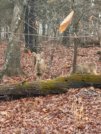 Early morning visitors.