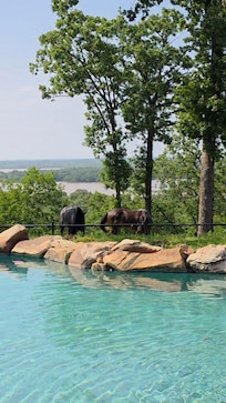 Horses