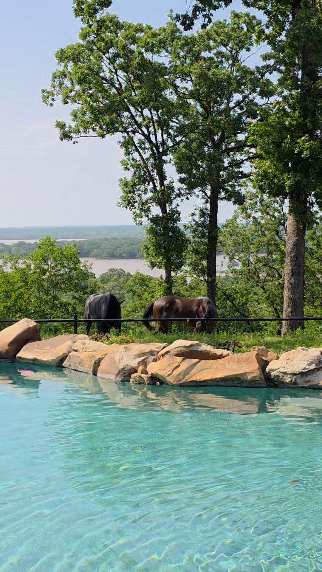 Horses