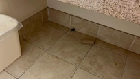 Trash under the bathroom sink when we checked in